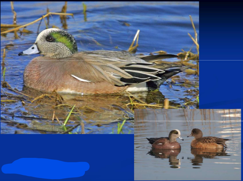 <p>Order Anseriformes<br>Family Anatidae<br>Subfamily Anatinae [Anatini; “dabbling”]<br>American Wigeon</p>