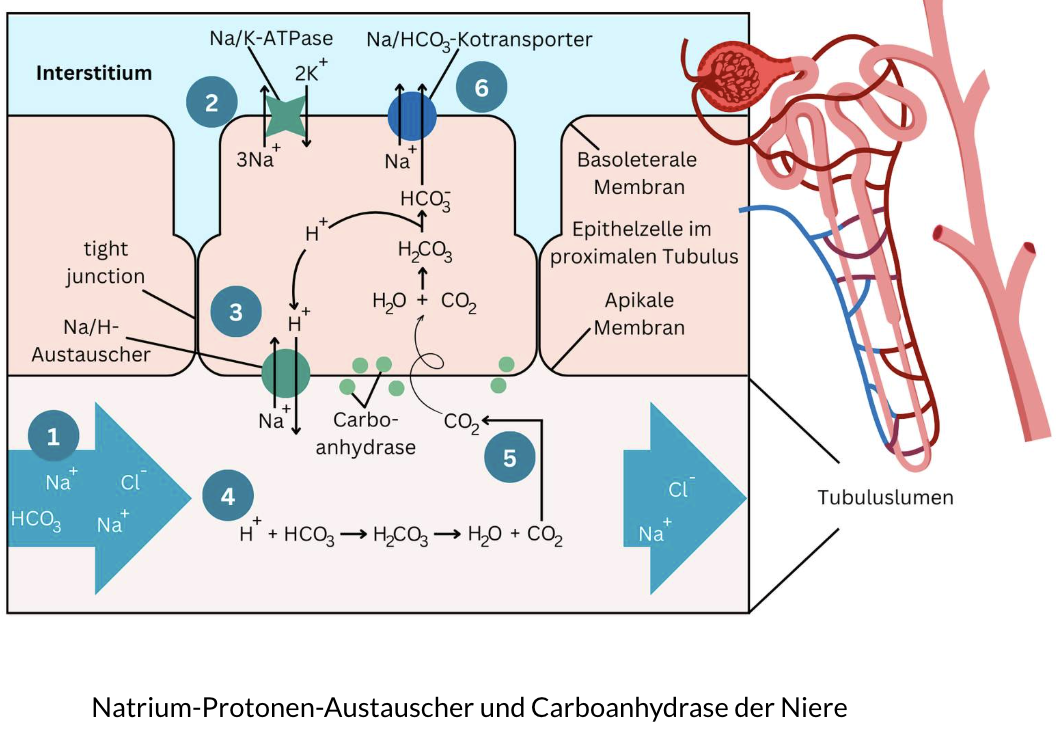 <p>Einziges Organ, das Protonen aktiv ausscheiden kann</p>