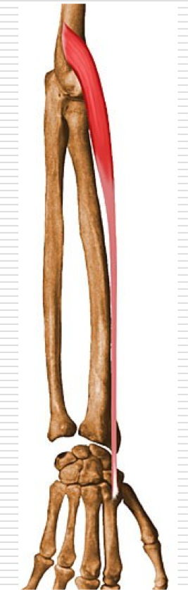 <p>Extension of the wrist </p><p>Adduction of hand at radiocarpal and midcarpal &amp; midcarpal joints</p><p>O - Inferior 1/3 of supracondylar ridge of humerus </p><p>I - Dorsal aspect of base of 2nd metacarpal </p>