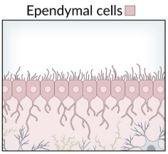 <p>Epithelial lining in ventricles and central canal (spinal cord)</p><p>Cilia circulate + absorb CSF</p>