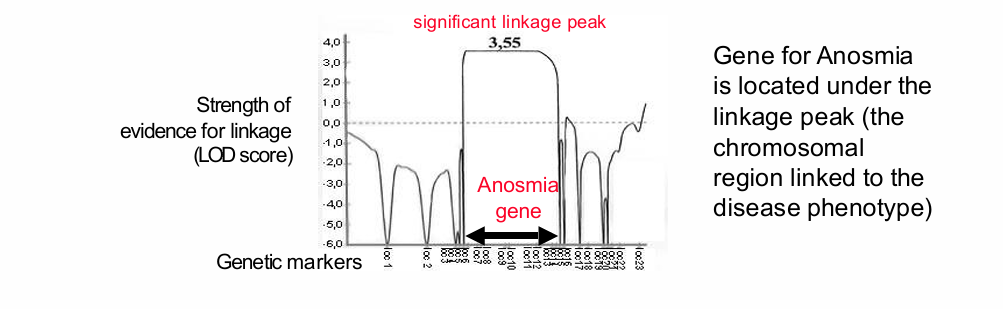 <p>- Genetic markers along the genomic region</p><p>- LOD score on the vertical axis as strength of evidence for linkage</p><p>- A significant linkage peak</p><p>- The disease gene, in the example an anosmia gene, located beneath the linkage peak</p>