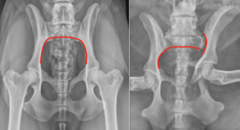 <p>V/D radiographs are useful!!</p><p>Normally, a smooth line can be followed along the medial aspect of one ilium, across the ventral aspect of the sacrum, and onto the opposite ilium.</p><p>With SI luxation, this smooth line is disrupted.</p>
