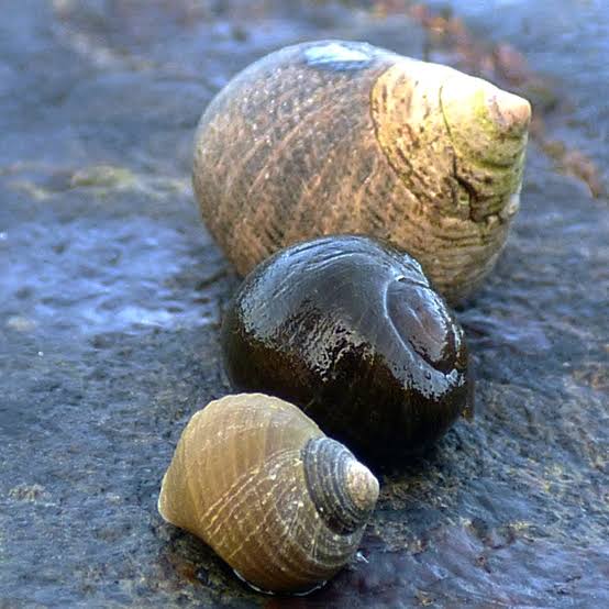 <p>What is the common name and scientific name of this organism </p>