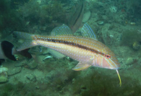<p>FISHES (Class Actinopterygii) Bluespotted goatfish </p>