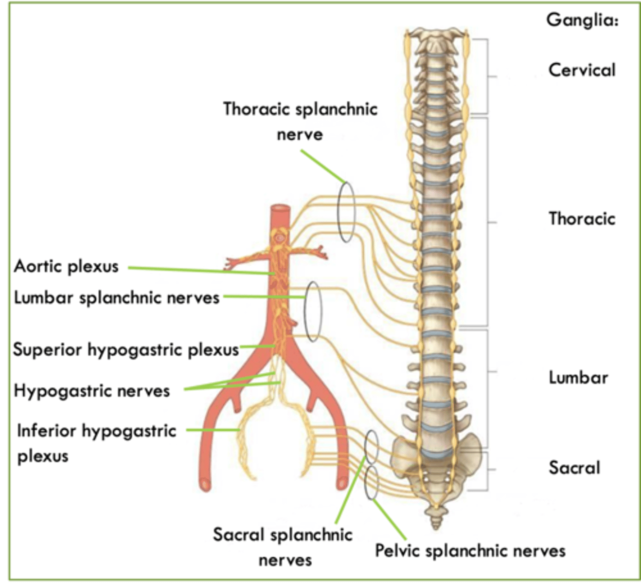 <p>what is the parasympathetic innervation of the posterior abdominal wall? </p>