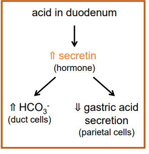 <ul><li><p>chyme from stomach as a low pH that would damage the intestinal wall</p></li><li><p>when acidic chyme is released into the duodenum, it triggers the secretion of the hormone secretin from cells in the intestinal wall</p></li><li><p>(low pH) secretin stimulates duct cells of the pancreas and gall bladder to secrete alkaline fluid (contains bicarbonate = HCO3-) that will neutralize the acid in chyme </p><ul><li><p>can act as a buffer ↑pH and bind H+ removing from system</p></li></ul></li><li><p>secretin also acts on the parietal cells of the gastric glands (stomach) to reduce acid secretion</p></li><li><p>regulation:</p></li></ul><p></p>