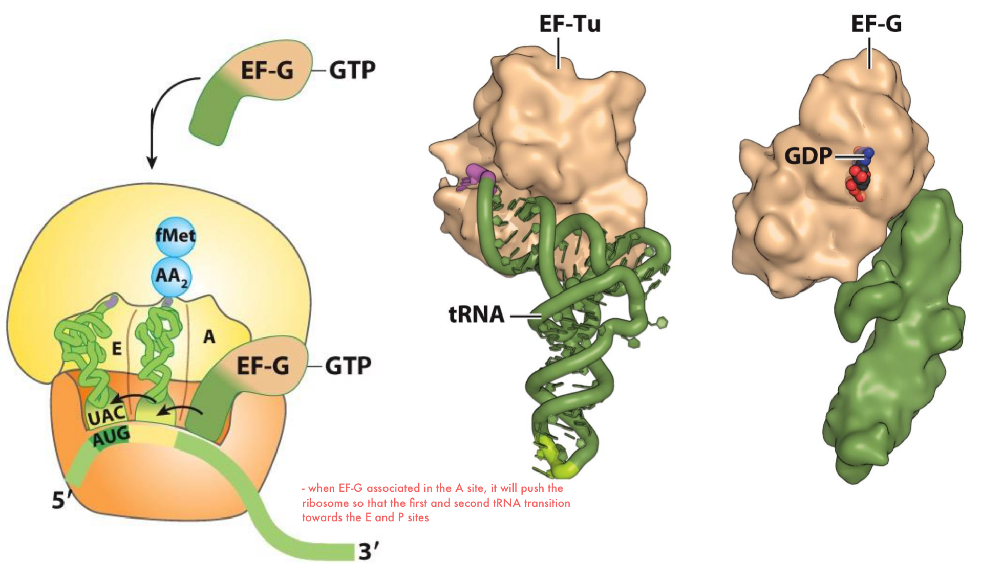 <ul><li><p>translocation of the ribosome that moves toward the 3’ end of mRNA to position itself for the next round of elongation</p></li><li><p>EF-G associated to GTP binds to the A-site as its structure mimics EF-Tu-tRNA (1)</p></li><li><p>when EF-G associated in the A site, it will push the ribosome so that the first and second tRNA transition to the E and P sites</p></li></ul><p></p>