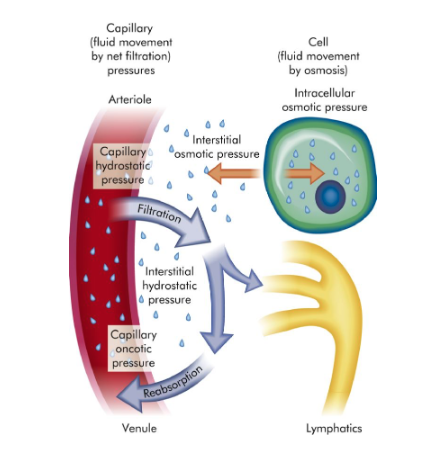 <p>is the movement across the capillary wall</p>