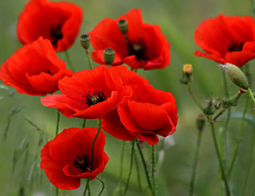 <p><span>die Sprache/ die Sprachen</span></p>