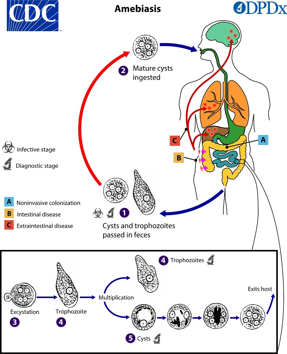 <ol><li><p>Cysts and trophozoites are passed in feces </p></li><li><p>Mature cysts are ingested </p></li><li><p>Excystation occurs in the small intestine </p></li><li><p>Trophozoites can invade the intestinal mucosa and other sites like the blood, liver, and brain</p></li></ol><p>Phylum - Amoebozoa </p><p>Class - Lobosea </p><p>Order - Amoebida </p>
