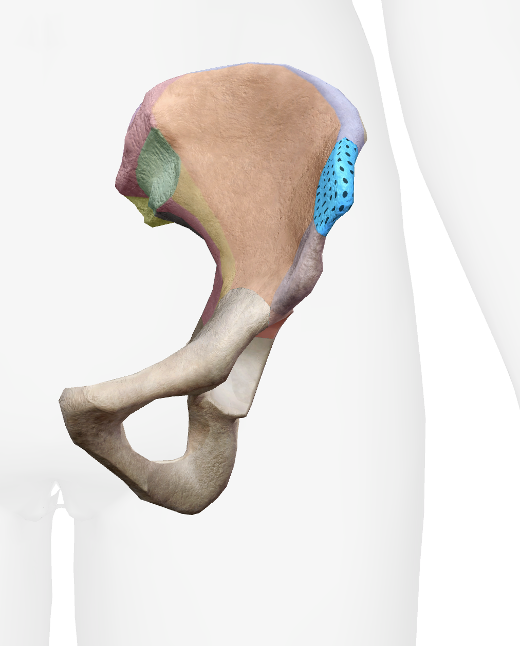 <p>What is this part of the ilium</p>