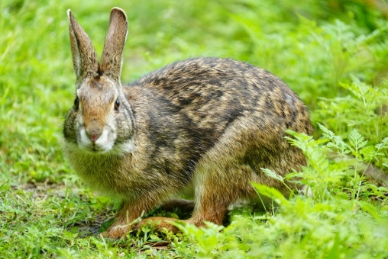 <p>• Larger than the Eastern cottontail</p><p>• Long ears</p><p>• Brownish fur</p><p>• White fluffy tail</p><p>• Black eyes</p><p>• Rusty nape</p><p>• Cinnamon ring around eye</p>