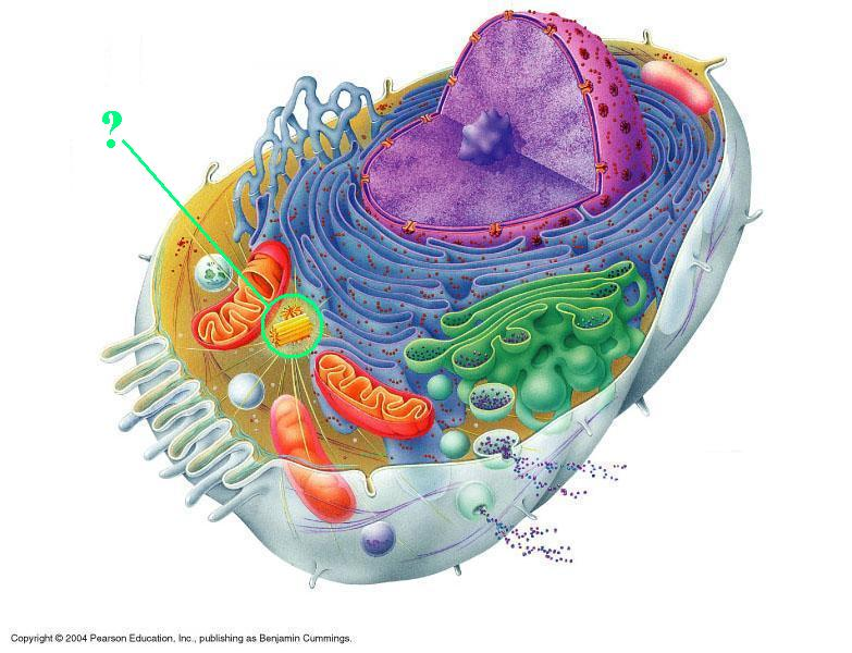 <p><span>Identify the indicated cellular organelle.</span></p>