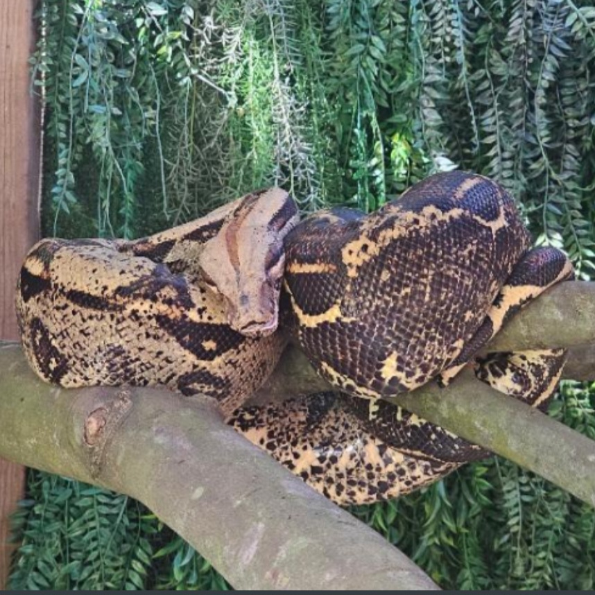 <p>name this animal</p>