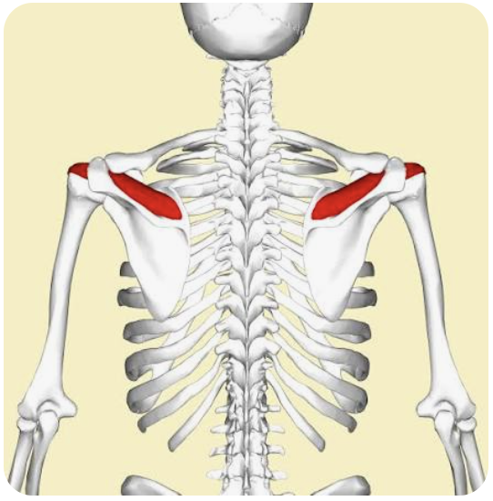 <p>O: Supraspinous fossa of scapula</p><p>I: Greater tuberosity of humerus</p><p>A: Abduction of arm; stabilization of GHJ</p><p>N: Suprascapular nerve</p>