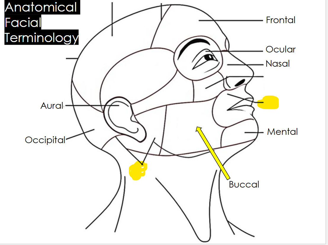 <p>Parotid</p><p>The area in front of and slightly below the ear where the parotid salivary gland is located</p>