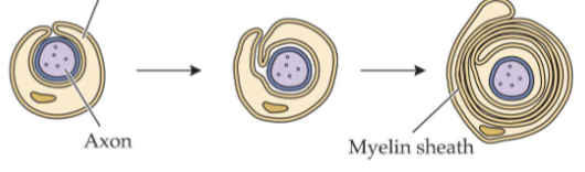 <ul><li><p>mylenates one axon in PNS</p></li></ul><p></p>