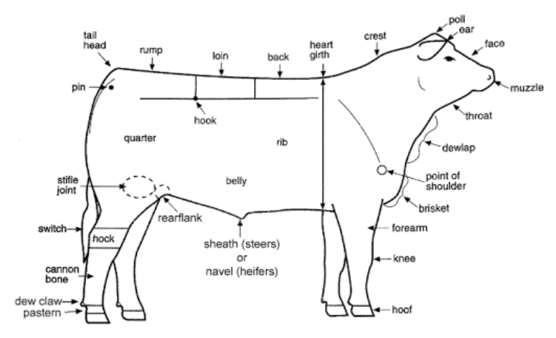 <p>A. tail head<br>B. rump<br>C. loin<br>D. back<br>E. heart girth<br>F. crest<br>G. poll<br>H. muzzle<br>I. dewlap<br>J. point of shoulder<br>K. brisket<br>L. forearm<br>M. sheath/navel<br>N.rearflank<br>O. hock<br>P. pastern<br>Q. dew claw<br>R. cannon bone<br>S. switch<br>T. stifle joint<br>U. pin<br>V. quarter<br>W.hock<br>X.rib</p>