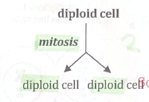 <ul><li><p>Equational division</p></li><li><p>Diploid (2n) → diploid (2n) (always 2 copies of each/sets of chromosomes)</p></li><li><p>2 daughter cells</p></li><li><p>Produces somatic or body cells</p></li><li><p>For growth and repair</p></li><li><p>Stages: Prophase, metaphase, anaphase, telophase</p></li></ul><p></p>