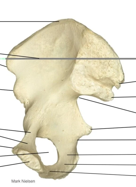 <p>what bone facing medial or lateral</p>