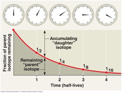 <p>A method for determining the age of fossils and rocks from the ratio of a radioactive isotope to the nonradioactive isotope of the same element in the sample.</p>