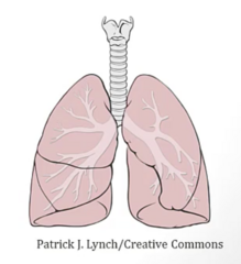 <p>- Alveoli, epithelium of trachea/bronchi</p>