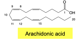 <p>Prostaglandins, Thromboxanes and Leukotrienes</p><p>→ Derived from AA</p>