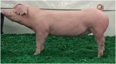 <p>White with a long body, long snout, and very large floppy ears; known as "America's Sow-herd."</p>