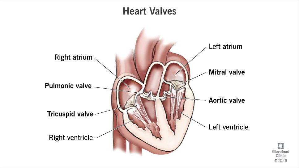 <ul><li><p>between atrium and ventricle</p><ul><li><p>ex.tricuspid and biscuspid valves</p></li></ul></li><li><p>keeps blood from flowing back into atria when ventricles contract</p></li></ul><p></p>