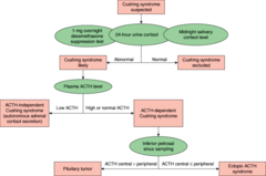 <p>-Adrenal Tumors - increase cortisol</p><p>-Pituitary Tumors - increase ACTH</p><p>-Ectopic ACTH from cancer or another source</p><p>-Exogenous steroids</p>