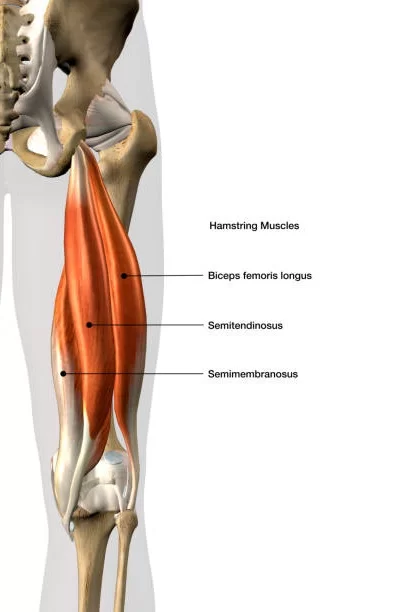 <ul><li><p>Origin: Ischial tuberosity</p></li><li><p>Insertion: Medial tibial condyle</p></li><li><p>Action: Femorocoxal extension/tibiofemoral flexion.</p></li></ul><p></p>