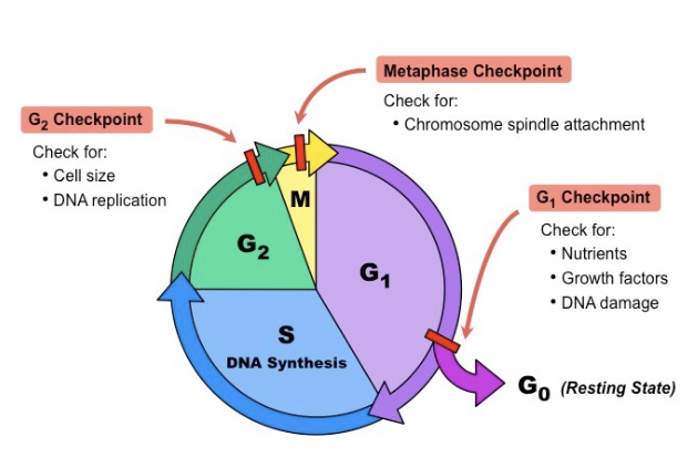 <p><span style="background-color: transparent; font-family: "Century Gothic", sans-serif;">Screens for DNA replication errors and structural damage.</span></p>