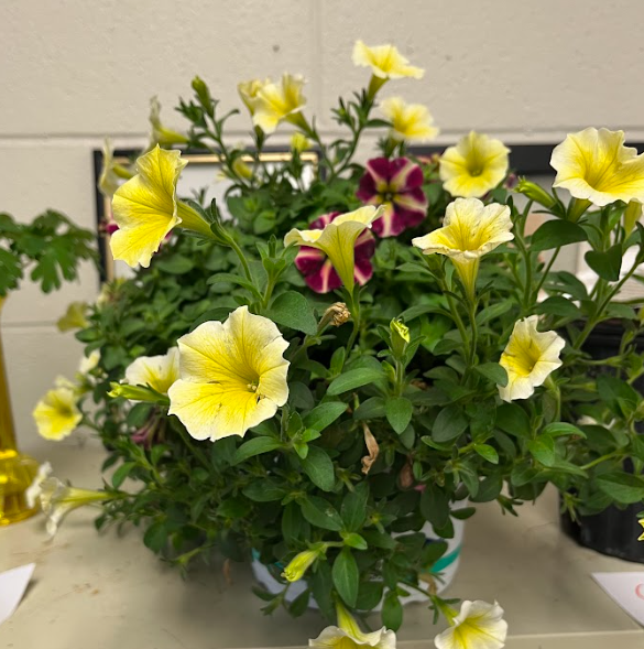 <ul><li><p>herbaceous and smooth foliage</p></li><li><p>any color</p></li><li><p>very small leaves</p></li></ul><p></p>