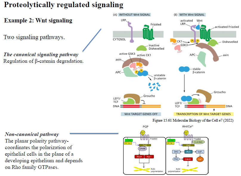<p>Canonical Wnt pathway </p><p>Regulerer stabiliteten af β-catenin.</p><p> </p><p>Uden Wnt nedbrydes β-catenin.<br>Med Wnt stabiliseres β-catenin og aktiverer target gene transcription.</p><p> Non-canonical Wnt pathway </p><p>Regulerer især:</p><p> </p><ul><li><p>cellepolaritet</p></li><li><p>actin-cytoskelet</p></li><li><p>cellebevægelse</p></li></ul><p> </p><p>og involverer ofte Rho-familie GTPaser og Ca²⁺-signaling.</p>