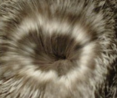 <p>alternating bands of dark and light </p><p>- ground squirrel body</p>
