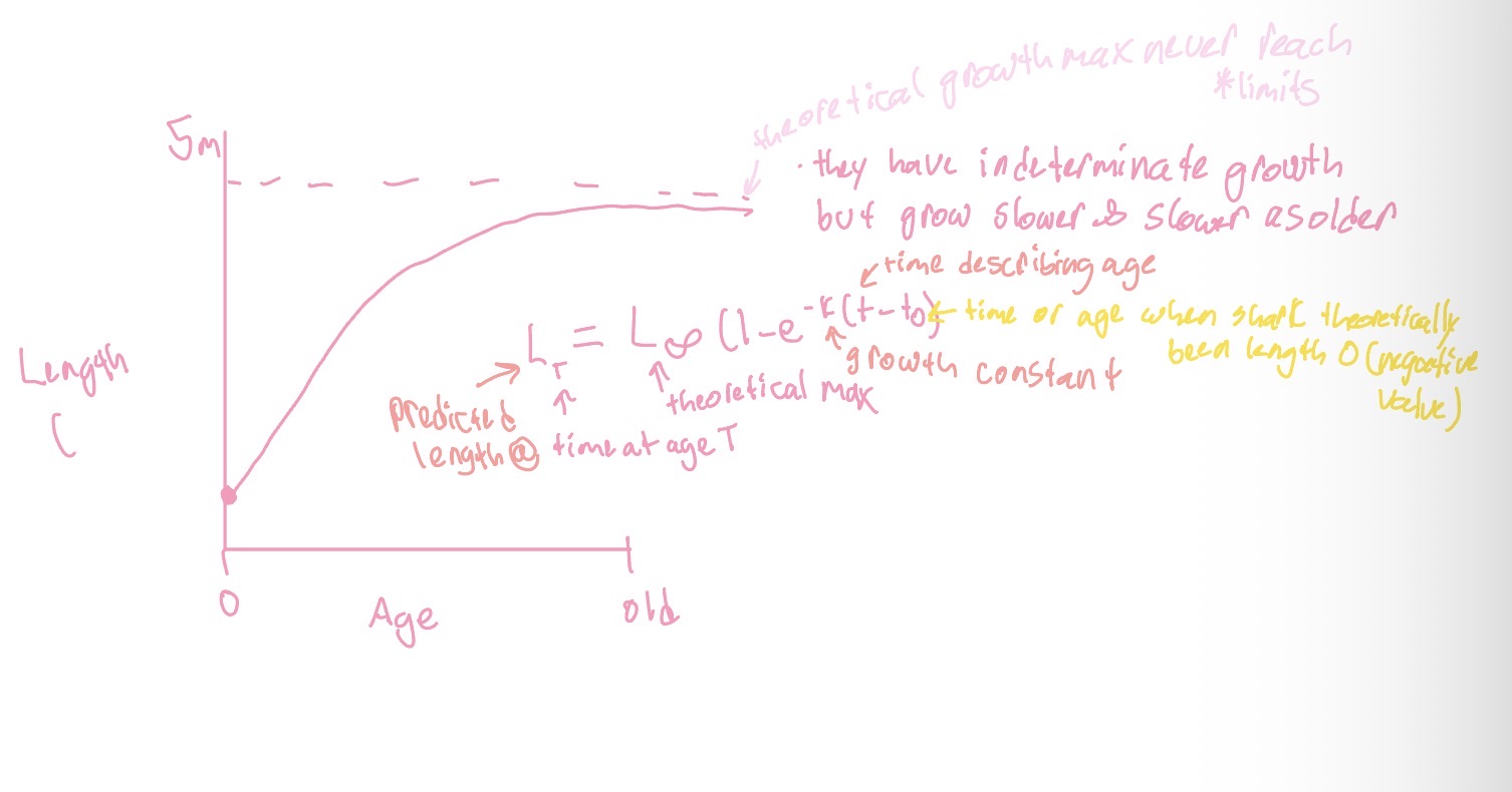<p>Equation that predicts fish length at any given age, based on indeterminate growth to theoretical maximum length</p><p>Lt = L infinity (1-e^-k(t-t0))</p><p>Lt: predicted length at time t</p><p>L infinity: theoretical maximum length</p><p>K: growth constant; describes rate at which an organism grows</p><p>t: time (age)</p><p>t0: time when organism would have theoretically been length 0 (a negative)</p><ul><li><p>indeterminate growth by grow slower and slower as older, never actually reaching theoretical growth max (limits)</p></li></ul><p></p><p></p>