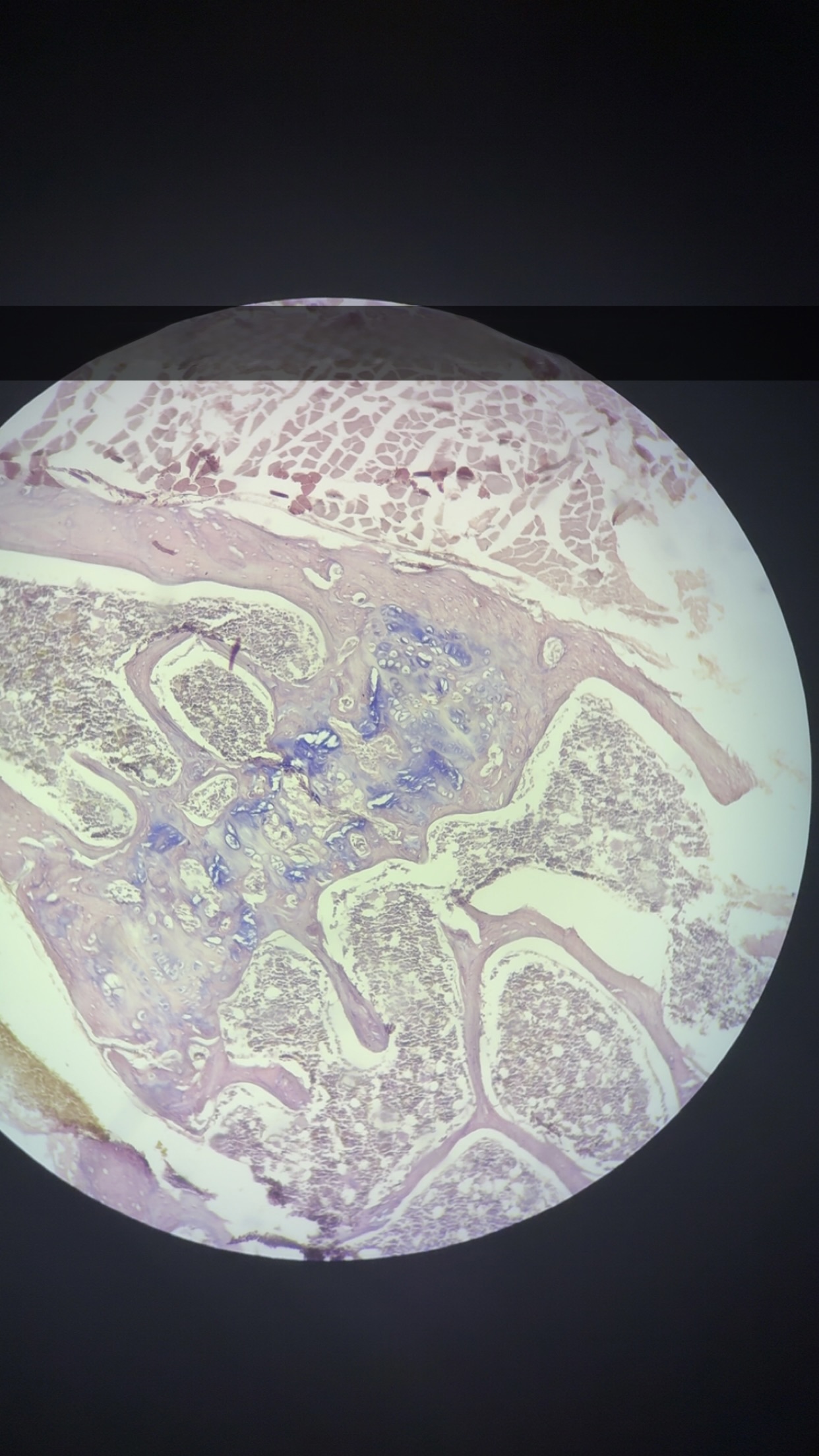<p>what is this tissue </p>
