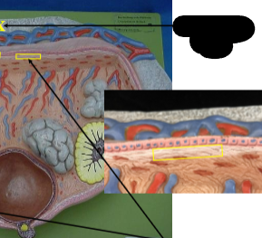 <p>Identify the right layer, simulated by white paint surrounding ovary.</p>