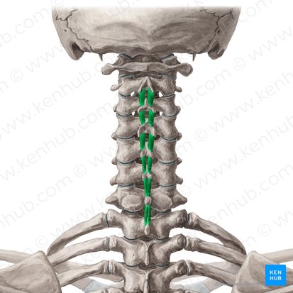 <p>N: <span style="background-color: transparent;">musculi interspinalis, en grupp små, djupa ryggmuskler som sitter mellan processus spinosus på intilliggande kotor i ryggraden. Finns i nacken (cervikalcolumna) samt ländryggen (lumbalcolumba)</span></p><p><span style="background-color: transparent;">FU: extension och stabilisation av ryggraden. Stabilisatorer mellan enskilda kotor snarare än att utföra stora rörelser</span></p>