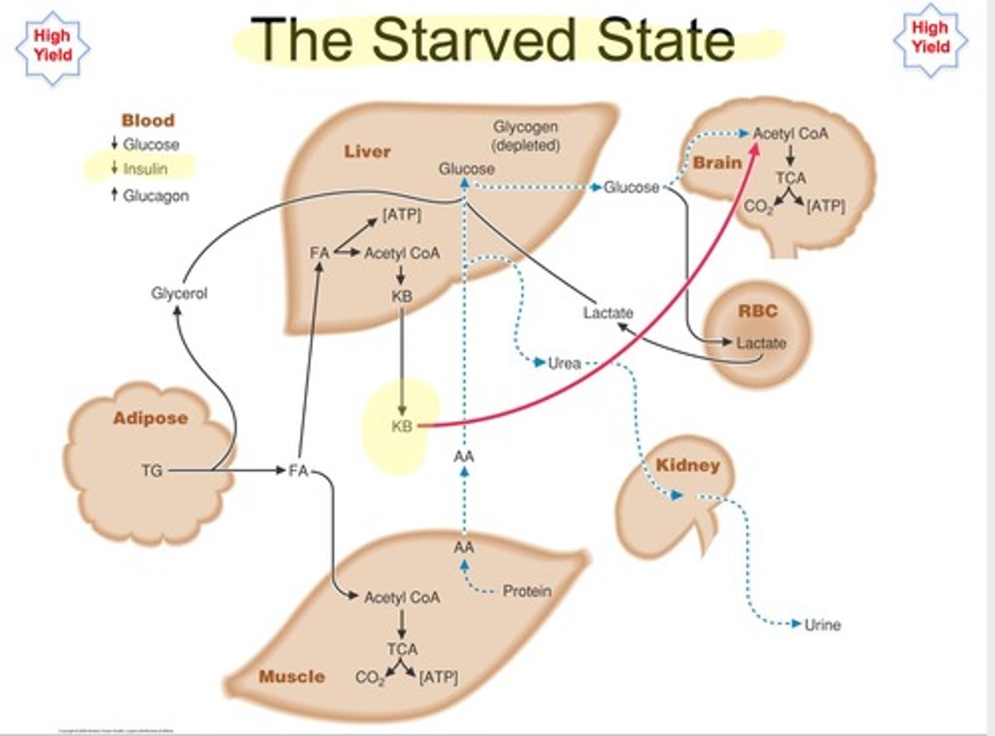 <p>A condition where the body uses ketones for energy and conserves glucose and proteins.</p>