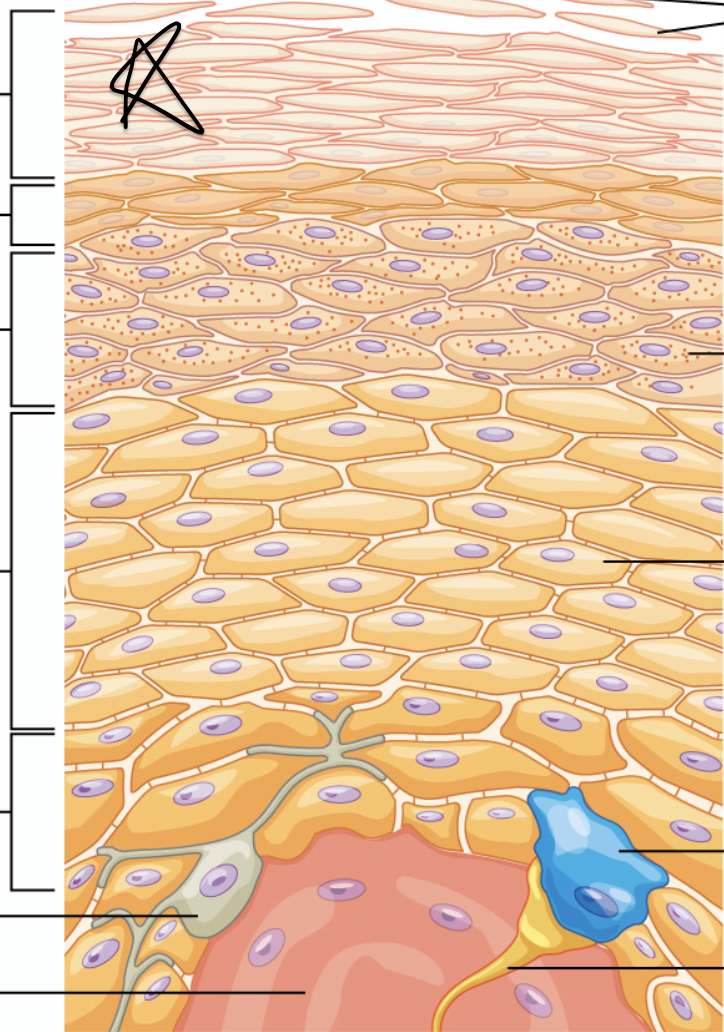 <p>Outermost protective layer of dead keratinized squames</p>