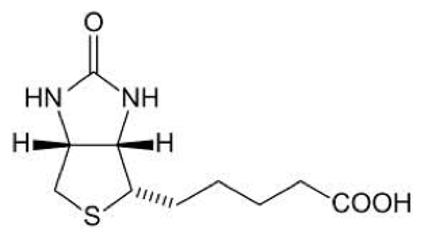 <p>Important for fatty acid synthesis and metabolism.</p>