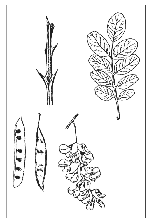 <p>Identify the species </p>