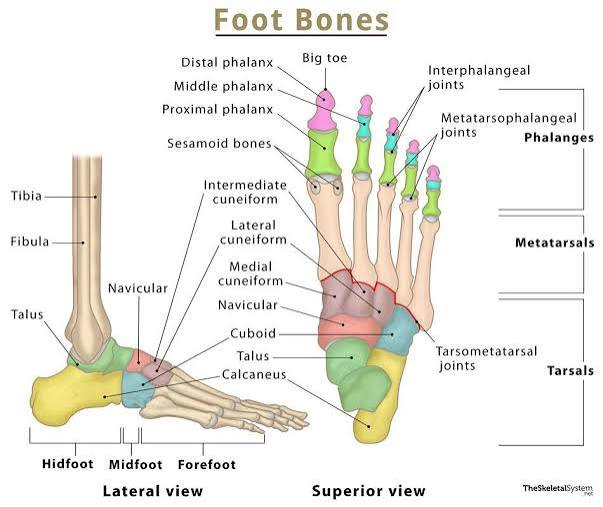 <p>14 toe bones. (5 proximal, 4 middle, 5 distal. All toes have 3 phalanges except big toe which has only 2 – proximal and distal)</p>
