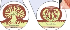 <p>What species have convex/concave cotyledonary?</p>