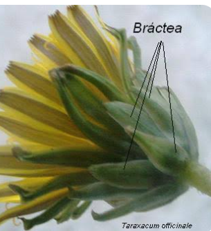 <p>Hojas modificadas que rodean flores</p>