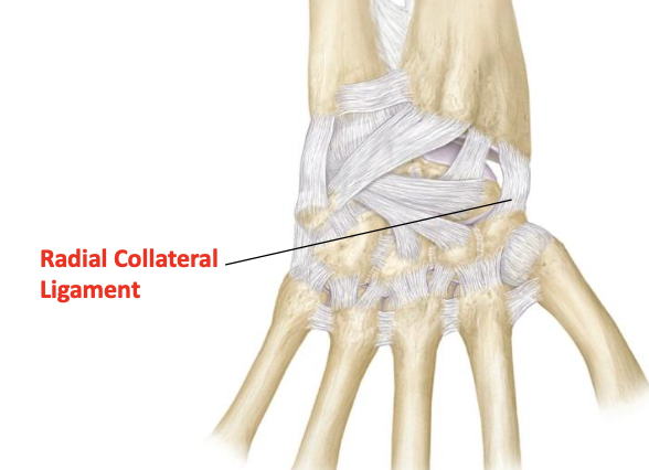 <p>Radial collateral ligament (radiocarpal)</p>