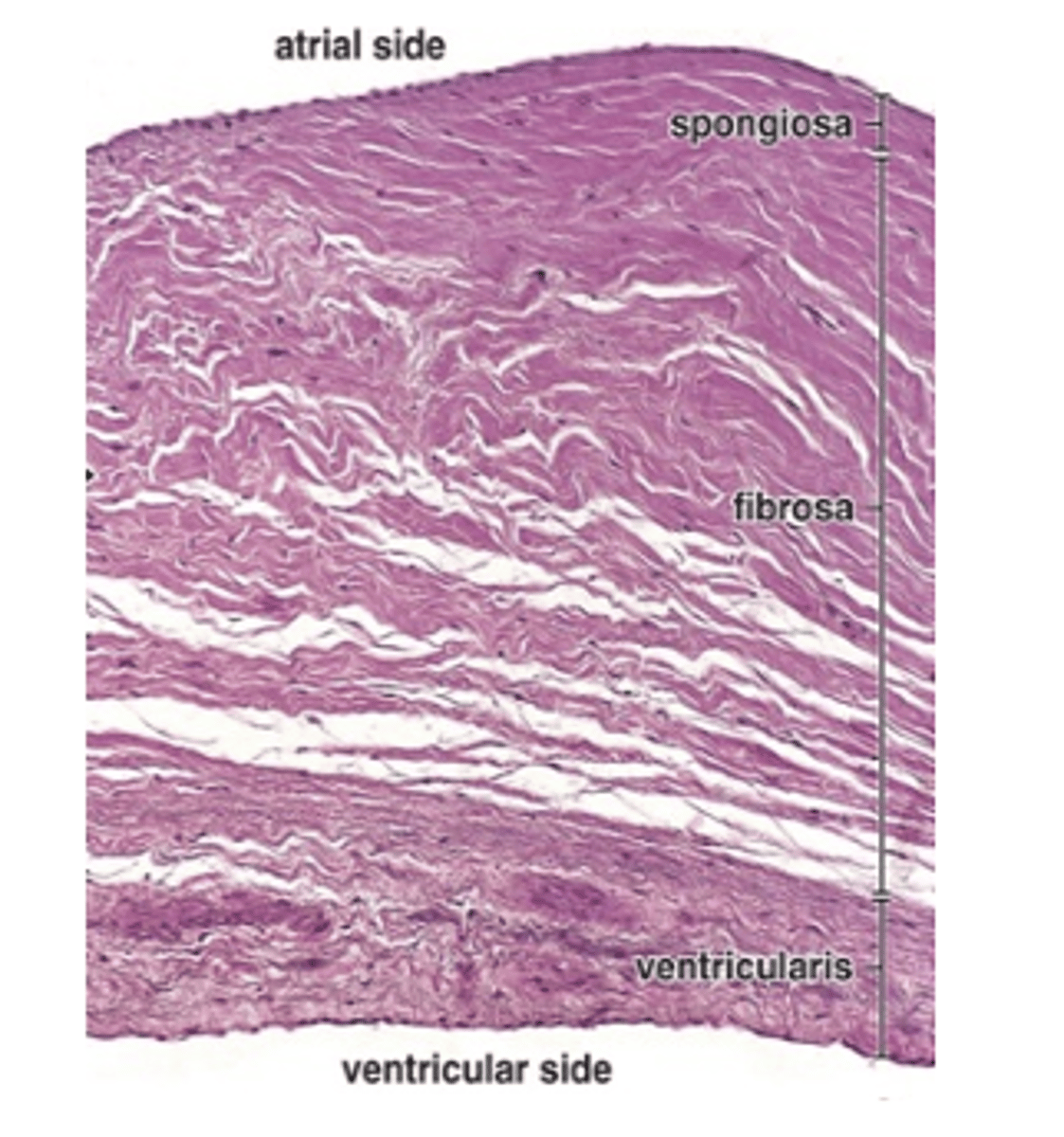 <p>What type of tissue and components are found in the spongiosa layer of the heart valves</p>
