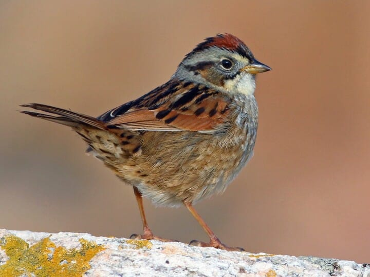 <p>swamp sparrow </p><p>darker sparrow<br>chocolate flanks <br>grey on face/neck</p>