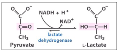 <p>Under anaerobic conditions (such as muscle cells during exercise), pyruvate is converted to lactate. Some microbes also dothis under anaerobic conditions (Lactococcus lactis produce yogurt/ cheese).</p>